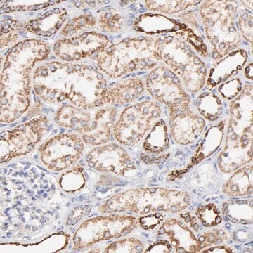 Anti-COX4I1 antibody produced in rabbit Prestige Antibodies&#174; Powered by Atlas Antibodies, affinity isolated antibody, buffered aqueous glycerol solution