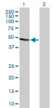 Anti-DNASE2 antibody produced in rabbit purified immunoglobulin, buffered aqueous solution