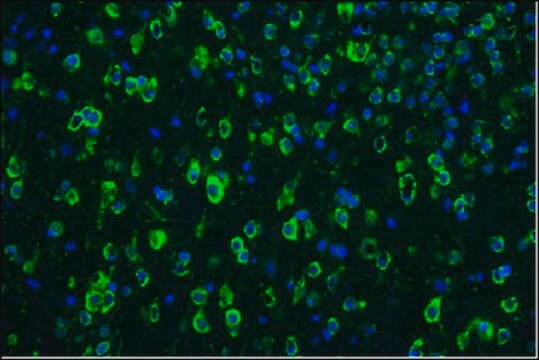 Anti-Tau-1 Antibody, clone PC1C6, Alexa Fluor&#8482; 488 Conjugate clone PC1C6, from mouse, ALEXA FLUOR&#8482; 488