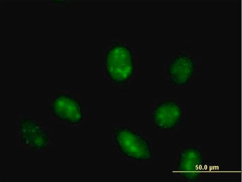 Anti-IFRD1 antibody produced in mouse purified immunoglobulin, buffered aqueous solution