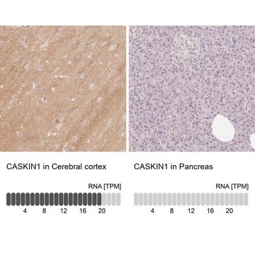 Anti-CASKIN1 antibody produced in rabbit Prestige Antibodies&#174; Powered by Atlas Antibodies, affinity isolated antibody, buffered aqueous glycerol solution