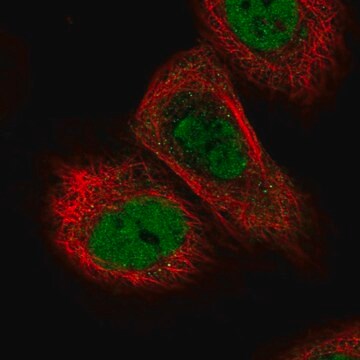 Anti-TICRR antibody produced in rabbit Prestige Antibodies&#174; Powered by Atlas Antibodies, affinity isolated antibody