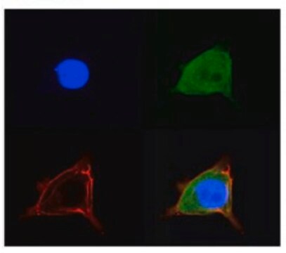 Anti-SLC2A5 antibody produced in rabbit affinity isolated antibody