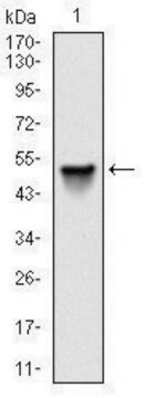 Monoclonal Anti-SRC antibody produced in mouse clone 1F11, ascites fluid