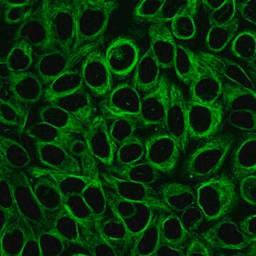 Corante verde para microtúbulos do citoesqueleto BioTracker 488 Live cell imaging microtubule dye for imaging the cytoskeleton of living cells