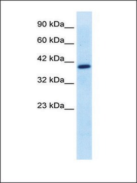 抗-TFEB affinity isolated antibody