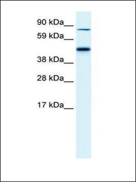 Anti-EPB42 antibody produced in rabbit affinity isolated antibody