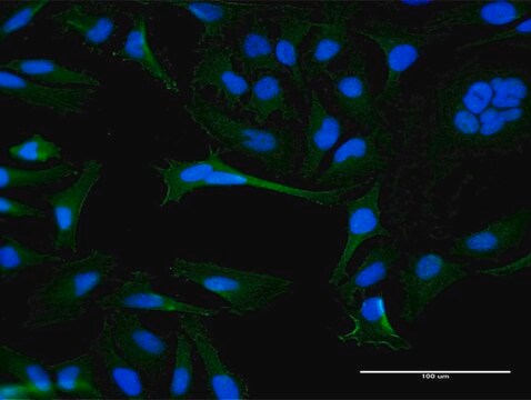 Anti-OR8B8 antibody produced in mouse purified immunoglobulin, buffered aqueous solution