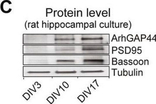 Anticorpo anti-PSD-95 (Post Synaptic Density Protein 95), clone 6G6-1C9 clone 6G6-1C9, Chemicon&#174;, from mouse