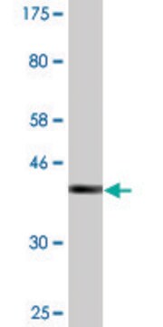 Monoclonal Anti-SSH1 antibody produced in mouse clone 2F9, purified immunoglobulin, buffered aqueous solution