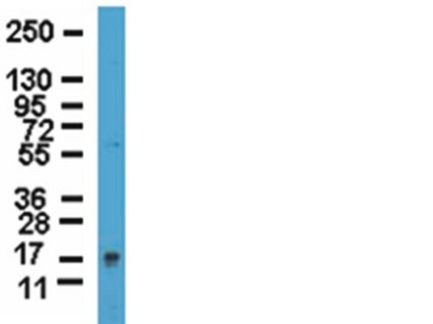 Anti-Frataxin Antibody from rabbit