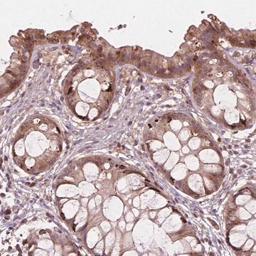 Anti-FNIP1 antibody produced in rabbit Prestige Antibodies&#174; Powered by Atlas Antibodies, affinity isolated antibody, buffered aqueous glycerol solution