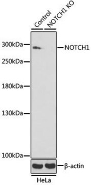 Przeciwciało anty-NOTCH1wytwarzane u królika