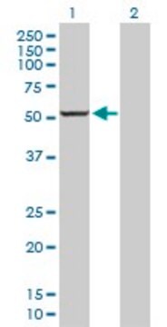 Anti-CYP1A2 antibody produced in rabbit purified immunoglobulin, buffered aqueous solution