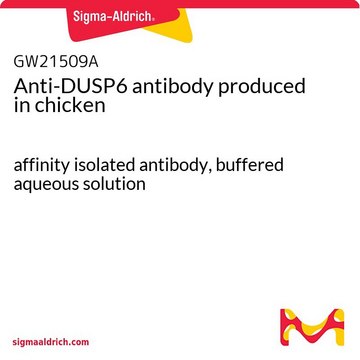 Anti-DUSP6 antibody produced in chicken affinity isolated antibody, buffered aqueous solution