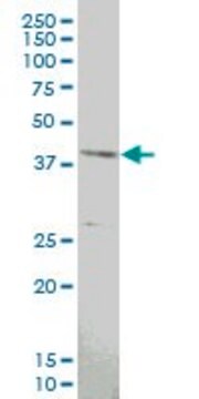 ANTI-MAPKAPK3 antibody produced in mouse clone 4B11, purified immunoglobulin, buffered aqueous solution