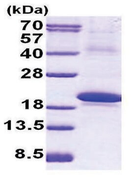 IL18BP human recombinant, expressed in E. coli, &#8805;90% (SDS-PAGE)