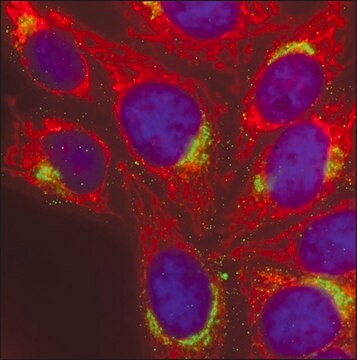 Anti-Rabbit IgG (H+L), highly cross-adsorbed, CF&#8482; 568 antibody produced in goat ~2&#160;mg/mL, affinity isolated antibody