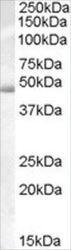 抗アクチン様7B抗体(AB1) ヤギ宿主抗体 affinity isolated antibody, buffered aqueous solution