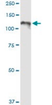 Anti-CC2D1A antibody produced in rabbit purified immunoglobulin, buffered aqueous solution