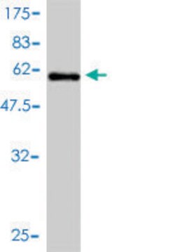 Monoclonal Anti-ICOSLG antibody produced in mouse clone 1E2, purified immunoglobulin, buffered aqueous solution