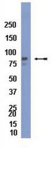 Anti-Mitofilin Antibody serum, Chemicon&#174;