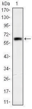 Monoclonal Anti-OTX2 antibody produced in mouse clone 1H12C4B5, ascites fluid