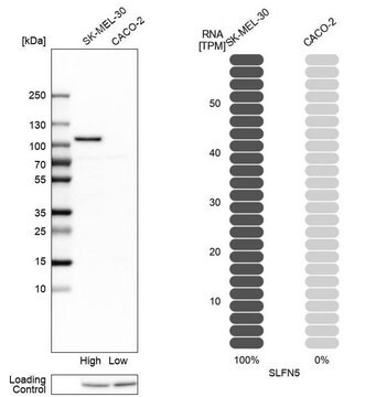 Anti-SLFN5 antibody produced in rabbit Prestige Antibodies&#174; Powered by Atlas Antibodies, affinity isolated antibody, buffered aqueous glycerol solution