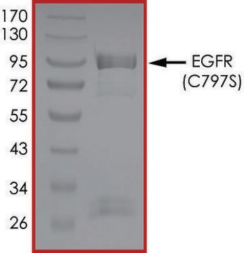 EGFR (C797S), Active recombinant