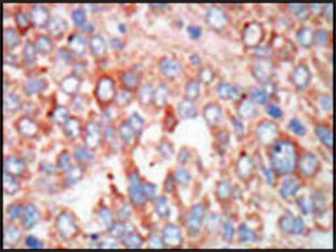 Anti-MST3 (C-term) antibody produced in rabbit IgG fraction of antiserum, buffered aqueous solution