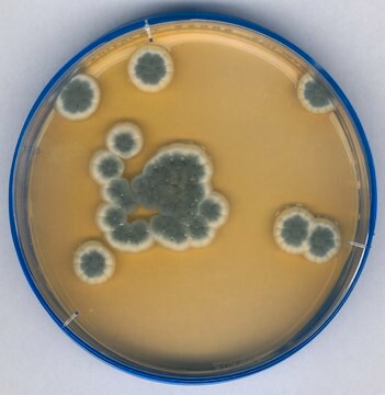 Agar SABOURAUD dextrosa NutriSelect&#174; Plus, Chloramphenicol, according to ISO 18416:2007, powder, bottle of 500&#160;g, suitable for microbiology