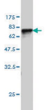 Monoclonal Anti-SERPINA6 antibody produced in mouse clone 1D9, purified immunoglobulin, buffered aqueous solution