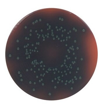 GranuCult&#174; PALCAM-Agar (Basis) pkg of 500&#160;g, according to FDA-BAM, ISO 11290, for Listeria spp.