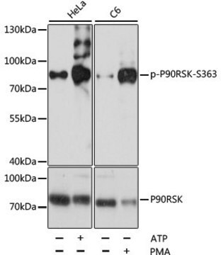 Anti-Phospho-P90RSK-S363 antibody produced in rabbit