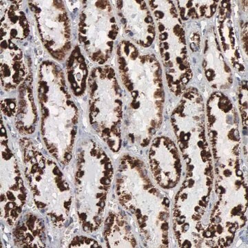 ANTI-HSPA9 antibody produced in rabbit Prestige Antibodies&#174; Powered by Atlas Antibodies, affinity isolated antibody, buffered aqueous glycerol solution