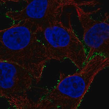 Anti-PDE4A antibody produced in rabbit Prestige Antibodies&#174; Powered by Atlas Antibodies, affinity isolated antibody