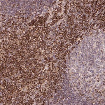 Anti-STAT5A antibody produced in rabbit Prestige Antibodies&#174; Powered by Atlas Antibodies, affinity isolated antibody, buffered aqueous glycerol solution