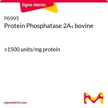 プロテインホスファターゼ 2A1 ウシ &#8805;1500&#160;units/mg protein