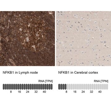 Anti-NFKB1 antibody produced in rabbit Prestige Antibodies&#174; Powered by Atlas Antibodies, affinity isolated antibody, buffered aqueous glycerol solution