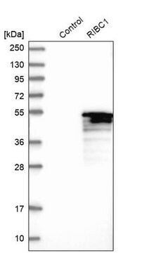 Anti-RIBC1 antibody produced in rabbit Prestige Antibodies&#174; Powered by Atlas Antibodies, affinity isolated antibody, buffered aqueous glycerol solution