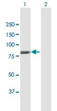 Anti-KNTC2 antibody produced in mouse purified immunoglobulin, buffered aqueous solution