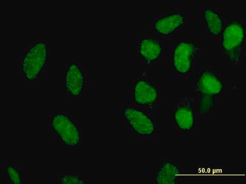 Monoclonal Anti-MXI1 antibody produced in mouse clone 1B10, purified immunoglobulin, buffered aqueous solution