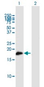 Anti-SLC11A1 antibody produced in mouse purified immunoglobulin, buffered aqueous solution