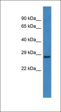 Anti-CEACAM7 antibody produced in rabbit affinity isolated antibody