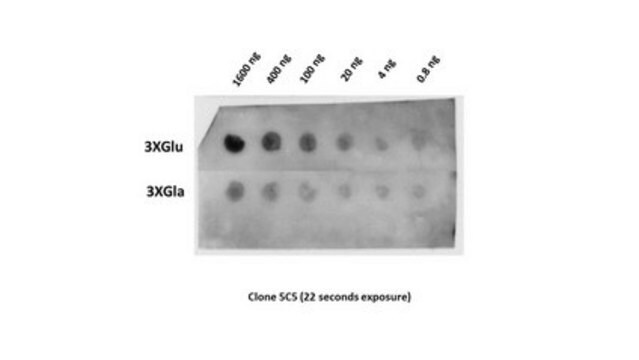 Przeciwciało przeciw osteokalcynie (Glu17), klon 5C5 clone 5C5, from mouse