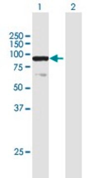 抗ELF1抗体 マウス宿主抗体 purified immunoglobulin, buffered aqueous solution