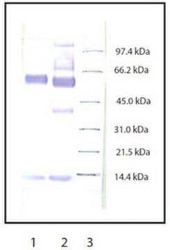 Anti-Myeloperoxidase-Kaninchen-pAk liquid, Calbiochem&#174;