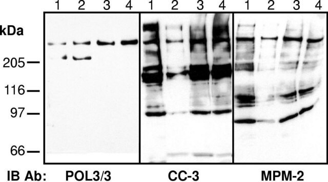 Anticuerpo anti-fosfo-Ser/Thr-Pro MPM-2 clone MPM-2, Upstate&#174;, from mouse