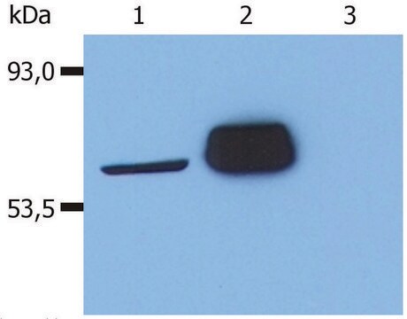 Monoclonal Anti-LCK antibody produced in mouse clone LCK-01