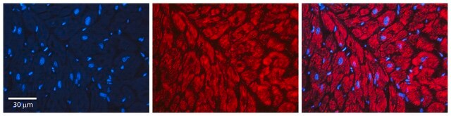 Anti-HSP90AB1 antibody produced in rabbit IgG fraction of antiserum